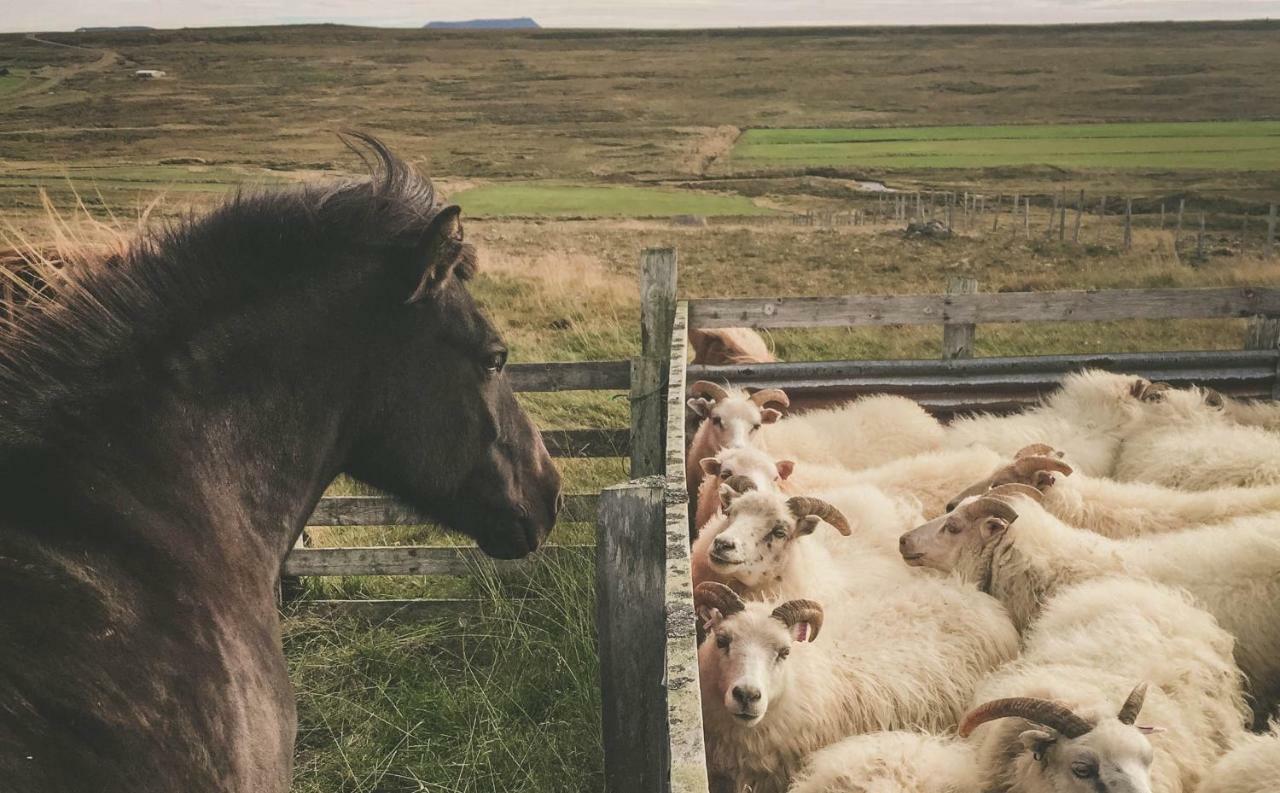 Sandur Þórshöfn Exteriér fotografie