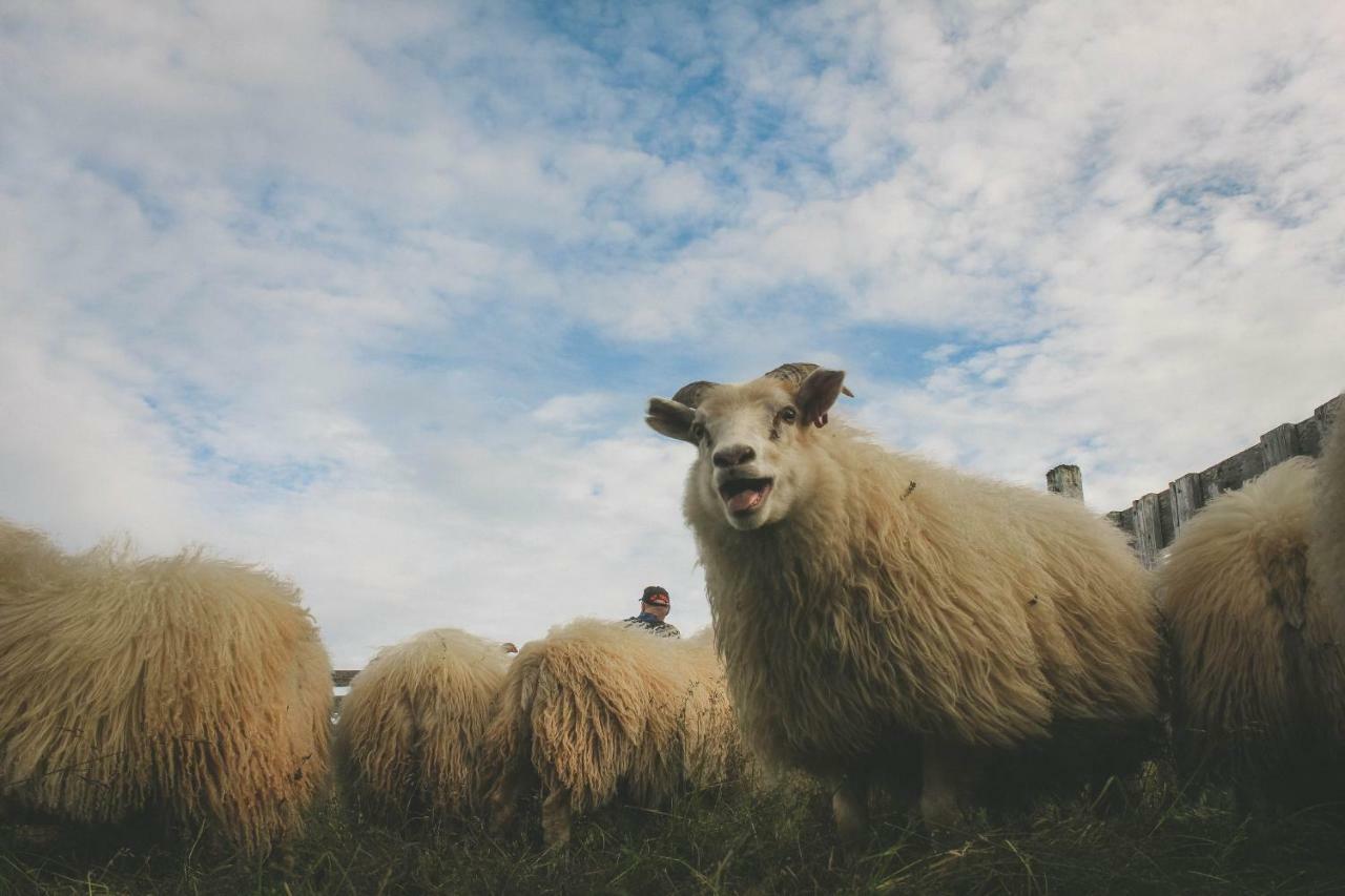 Sandur Þórshöfn Exteriér fotografie